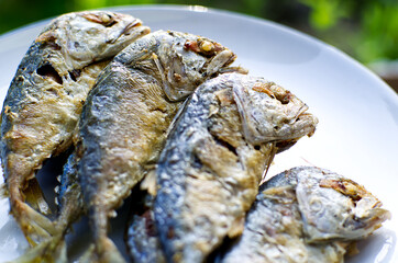 Thai Mackerel fish in white container