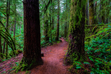 Mystical View of the Trail in Rain Forest during a foggy and rainy Fall Season. Alice Lake Provincial Park, Squamish, North of Vancouver, British Columbia, Canada.