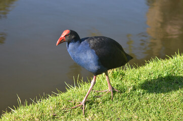 A coot is seen in profile walking along some grass beside a lake. Reflections are in the water. The top of the bird's head and beak are red, with a blue chest, black body and pale legs.