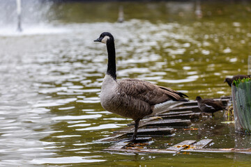 Canadian goose near to the water