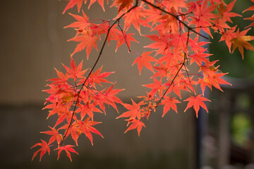 momiji