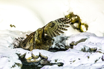 獲物を獲るシマフクロウ