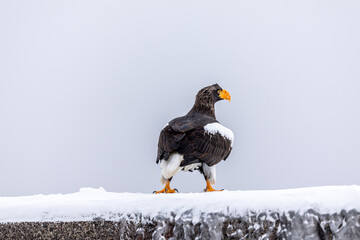 スタンスをとるオオワシ