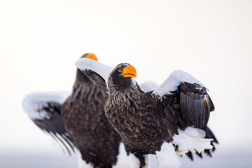 気配を感じるオオワシ