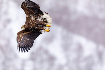 ハンティングするオジロワシ