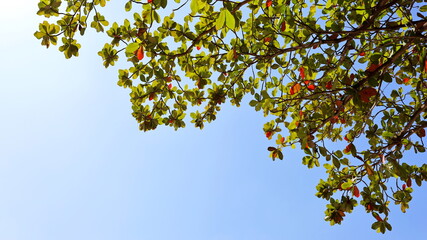 Twigs and young green leaves. Glowing green leaves against bright blue sky background. Abstract nature background with copy space. Selective focus