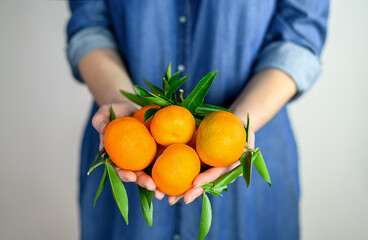 Woman holding orange mandarins with leafs in her hands in blue jeans dress
