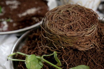 Roots of the plant shaped into the pot shape covered with mud