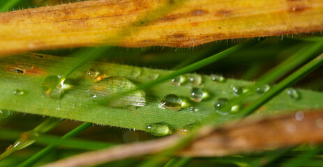 Obraz premium dew on a leaf