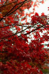 紅葉　紅葉