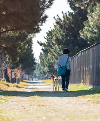 Fototapeta premium 昼の公園で犬を連れて散歩している主婦の姿