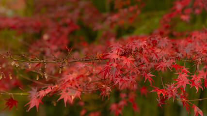 紅葉　紅葉