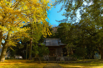 紅葉　いちょう　神社　秋