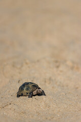 海のビーチの砂浜にある亀のフィギュア模型