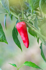 Espelette chilli pepper in a field