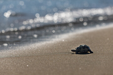 海のビーチの砂浜にある亀のフィギュア模型