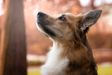 Portret rudego border collie