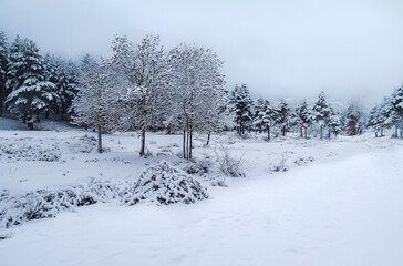 Scene with snowy pine and trees and fog