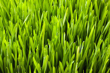 Fototapeta na wymiar A close up of wheat grass with a fresh morning light. Energy from nature. Ecological wheat-grass sprouts for wheat grass juicing. Regenerate your cells stop aging processes and detoxicate your body. 