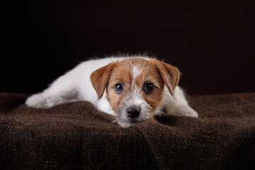 Dog on a on a dark background. sweet jack russell terrier puppy, wire-haired. 