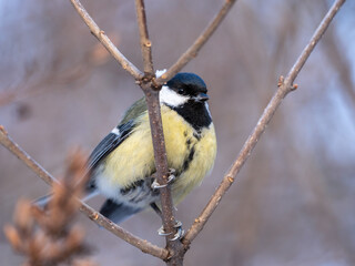 Cute bird Great tit, songbird sitting on a branch without leaves in the autumn or winter.