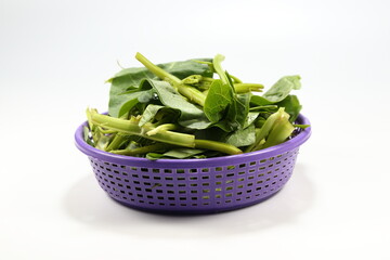 Pile of fresh cutting morning glory in the plastic basket isolated on the white background. Famous tropical vegetable ingredients in Asia. High vitamin and fiber food. 