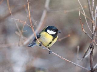 Cute bird Great tit, songbird sitting on a branch without leaves in the autumn or winter.