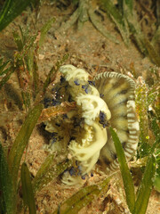 Mysid shrimps close to a upside-down jellyfish Cassiopea andromeda