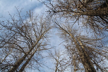 Trees Above Us, Gold Bar Park, Edmonton, Alberta