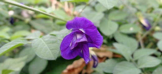 Pea flower