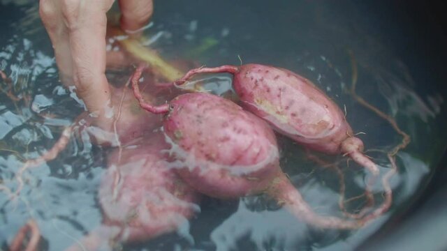 Fresh organic sweet yams on the soil. Raw food.