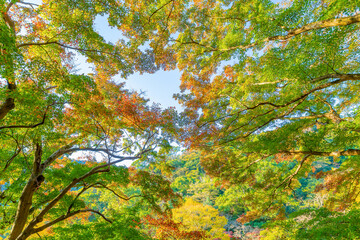 静岡県熱海市　早朝の熱海梅園の紅葉　もみじ祭り