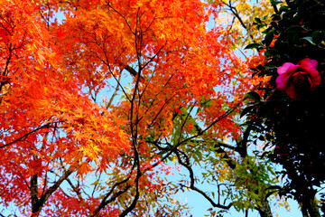 波打つ枝に咲くオレンジ色の紅葉