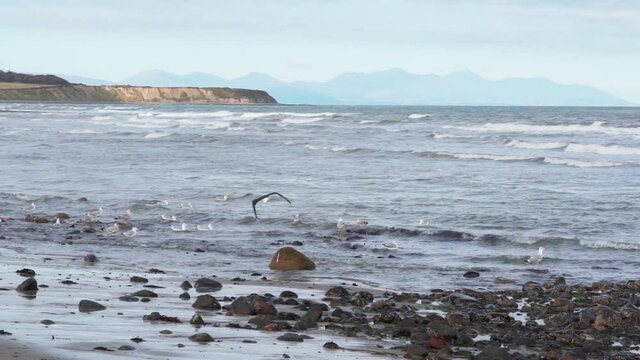 Seabirds on the rocky shore of Port Beach, Ireland -slow motion