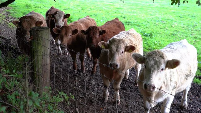 Row Of Charolais Cattle Resting And Grazing On Pasture Near Ravensdale Forest Park, County Louth, Ireland - Close Up, Static Shot