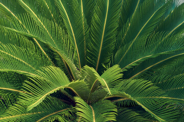 Cycas Revoluta, also known as sago palm, closeup of leaves