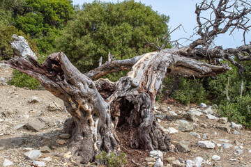 Fototapeta na wymiar Old dead olive tree. beautiful landscape with a dead old dead olive tree in the foreground