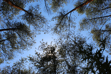 leaves on tree towering with blue sky, beautiful nature background wallpaper photo