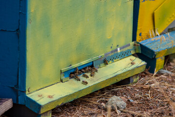 portable hives on display in the forest close up. bees in front of the entrance to the hive. Multicolored bee hives at apiary in the forest