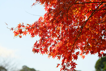 紅葉の日傘のイメージ素材