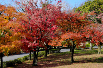 Fototapeta na wymiar 満開に咲いた公園の紅葉