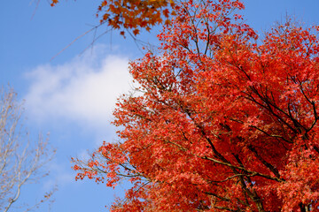 青い空を覆う紅葉の秋