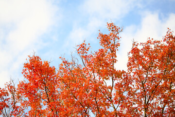 秋の空を色づける真っ赤な紅葉