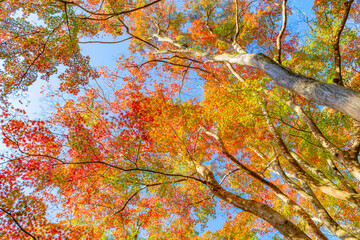 静岡県熱海市　熱海梅園の紅葉　もみじ祭り
