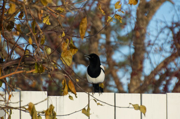 A Magpie perched on a Fence