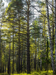 An autumn forest afternoon on a sunny day.