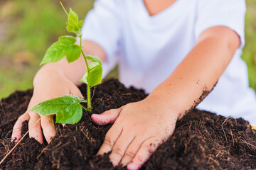 World Environment Day Environment Concept, Hand of Asian cute little cheerful child boy planting young tree on black soil on green garden background