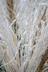 Beautiful winter Christmas composition with pampas grass and dry branches decorated with white artificial snow and small blue sparkle light . High quality photo