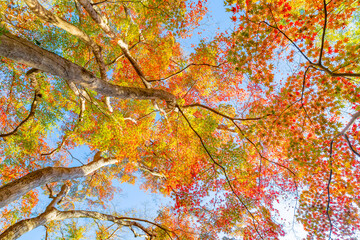 静岡県熱海市　早朝の熱海梅園の紅葉　もみじ祭り