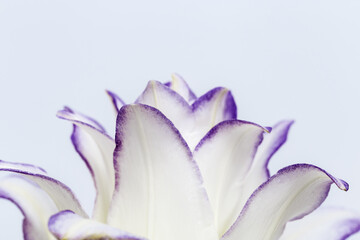 White lily flower with purple border, close up petals of peony lily on blue. Natural floral background with copy space.